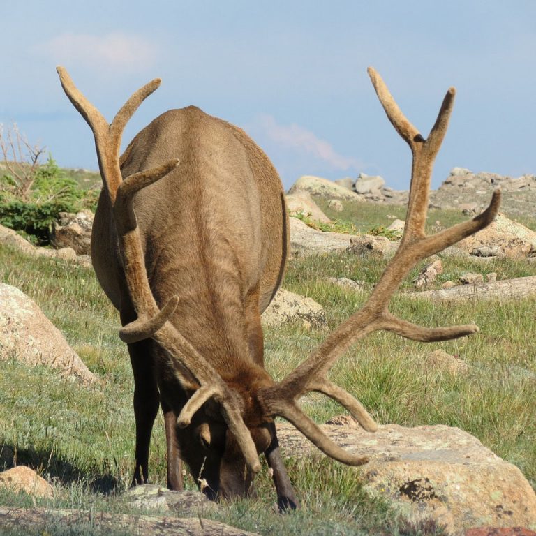 Bugling elk in Rocky Mountain National Park